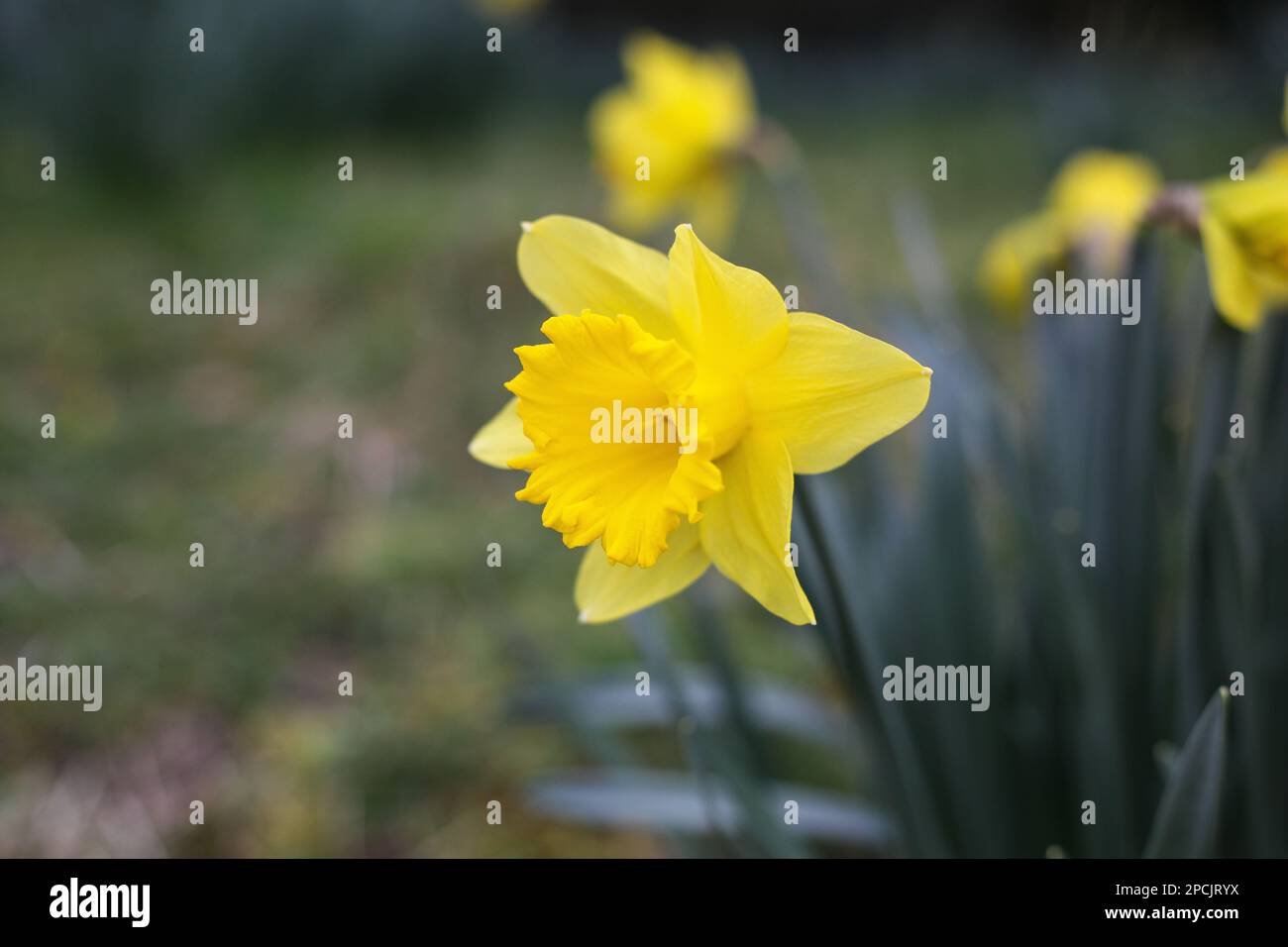 Gelbe Narzissen, die im Frühling wild wachsen Stockfoto