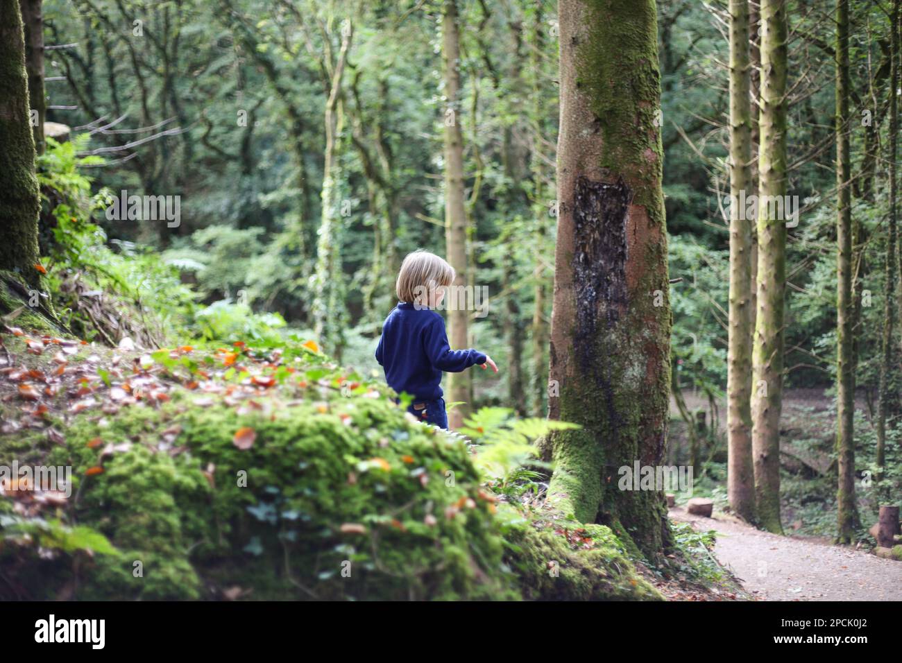 Kinderspiel im Wald Stockfoto
