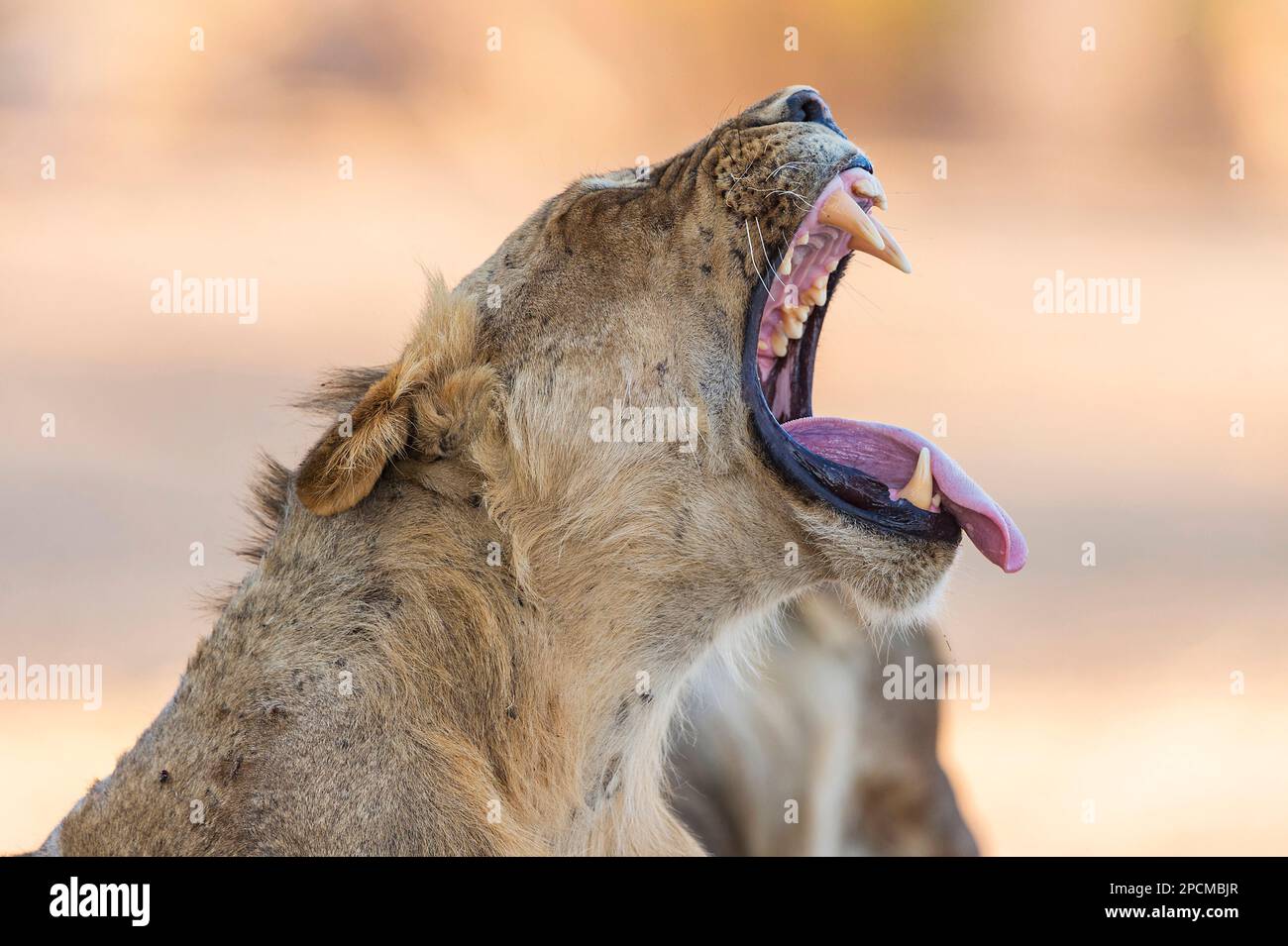 Eine Löwe, Panthera Leo, wird im Hwange-Nationalpark in Simbabwe gesehen. Stockfoto