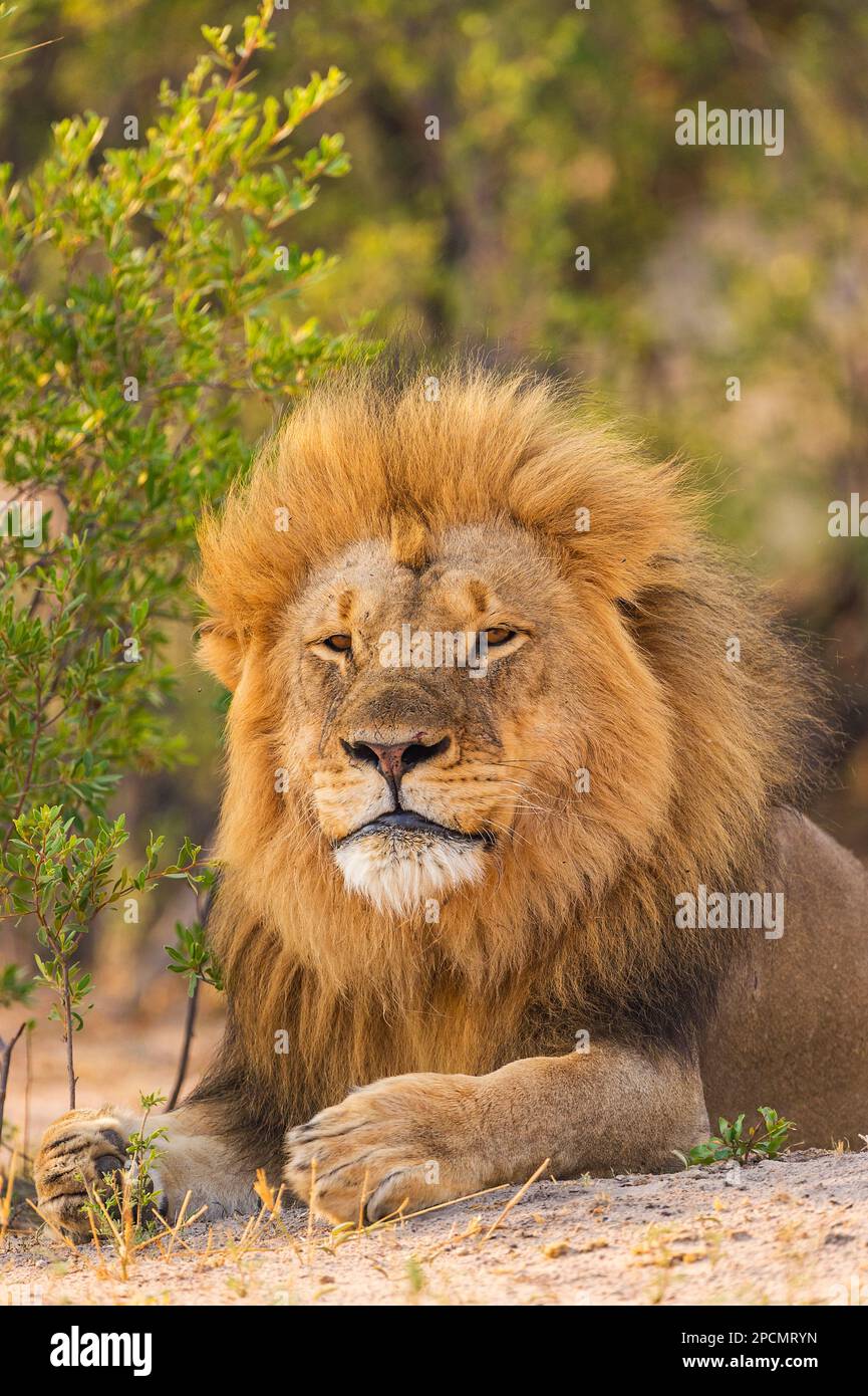 Ein großer Löwe mit Mähne, Panther Leo, der im Hwange-Nationalpark in Simbabwe zu sehen ist. Stockfoto