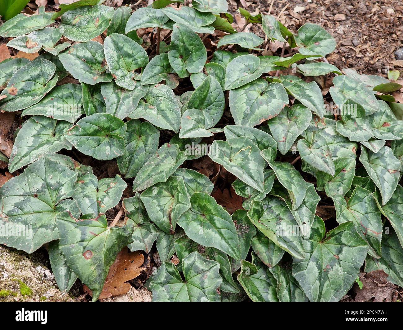Ubersicht auf die Blätter einer Cyclamen-Gartenpflanze. Stockfoto