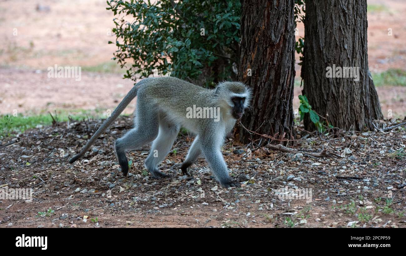 Vervet-Affe (Cercopithecus aethiops) Marakele-Nationalpark, Südafrika Stockfoto