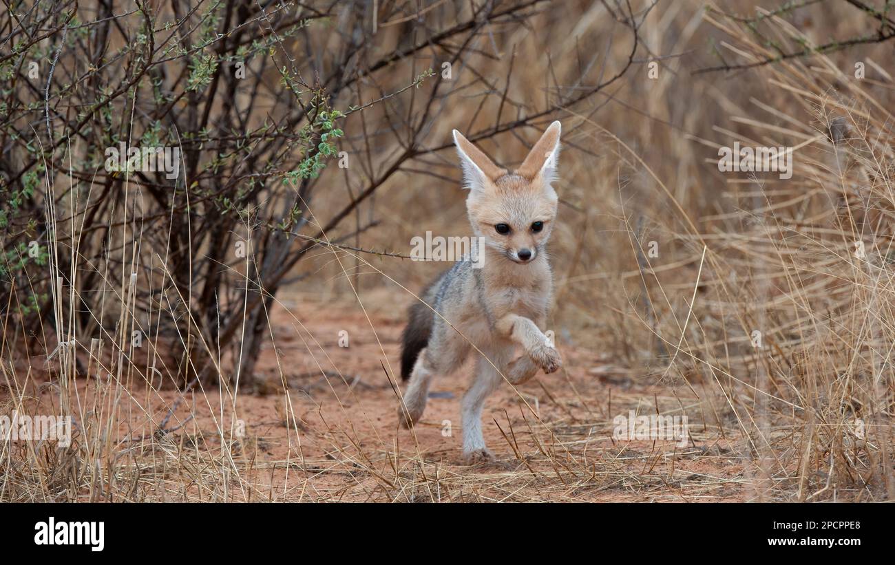 Cape Fox (Vulpes chama) Kgalagadi Transfrontier Park, Südafrika Stockfoto