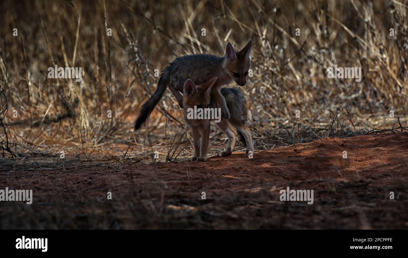 Cape Fox (Vulpes chama) Kgalagadi Transfrontier Park, Südafrika Stockfoto