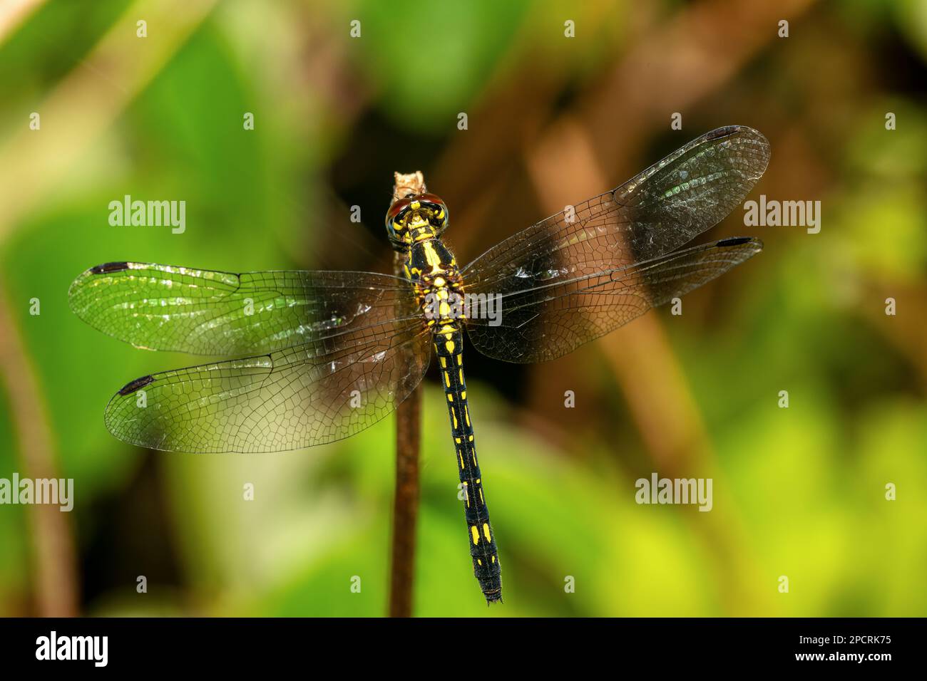 Neodythemis hildebrandti, Gattung der Libelle in der Familie Libellulidae, fliegendes Insekt der Anisoptera unterhalb der Ordnung Odonata. Ranomafana Stockfoto