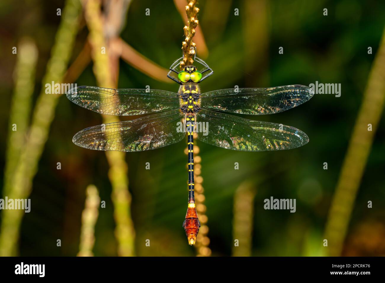 Phyllomacromia trifasciata, grosse Drachenfliegengattung in der Familie Macromiidae. Ranomafana Nationalpark, Madagaskar Tierwelt Stockfoto