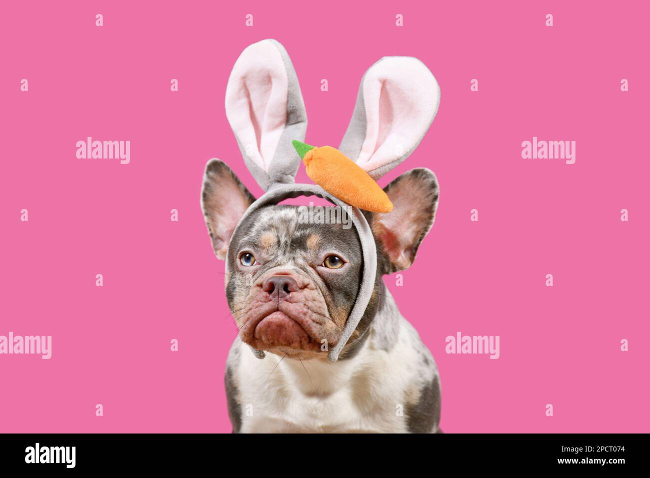 Merle French Bulldog mit Osterhäschen-Kostüm-Ohren auf pinkfarbenem Hintergrund Stockfoto