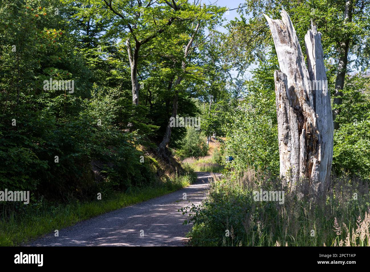 Impressionen aus Ilsenburg Harz und Umgebung Stockfoto