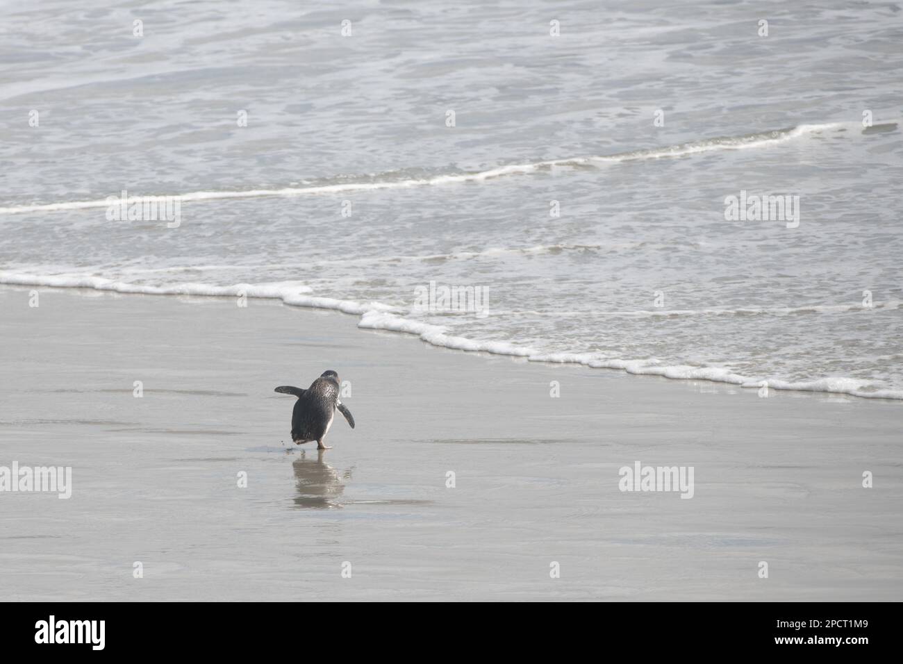 Ein kleiner blauer Pinguin (Eudyptula minor), der in Richtung des pazifischen Ozeans in Aotearoa Neuseeland geht. Stockfoto