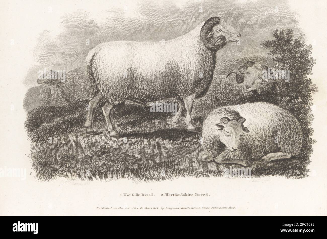 RAM, Schaf und Lamm der Hertfordshire-Rasse, Ovis aries, ausgestorbene britische Kurzwolle-Schafe. Copperplate-Gravur von J. Scott nach Sydenham Edwards von Abraham Rees' Cyclopedia oder Universal Dictionary of Arts, Sciences and Literature, Longman, Hurst, Rees, Orme, Paternoster Row, London, 1. Januar 1808. Stockfoto