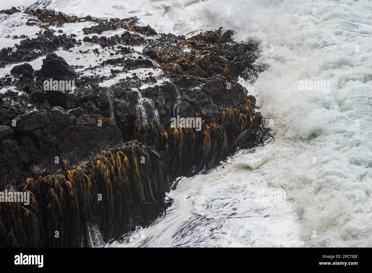 Die Gezeitenzone, in der der pazifische Ozean über Felsen an der Küste Neuseelands sprüht, wächst der an die Wellenbewegung angepasste Seetang auf den Felsen. Stockfoto
