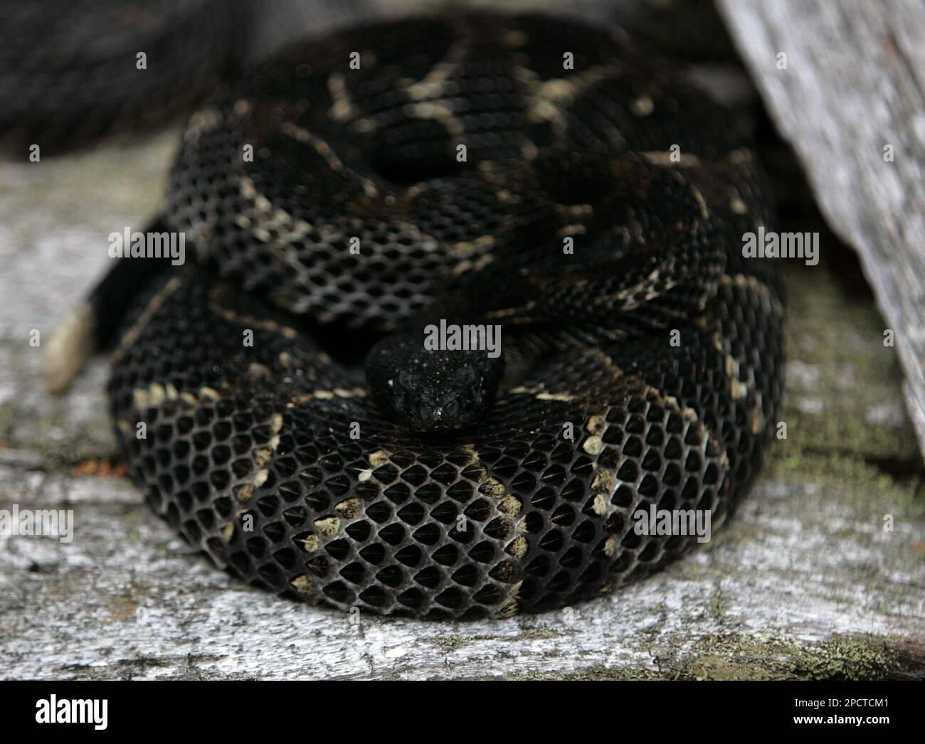 ** ADVANCE FOR SUNDAY JULY 16 ** A black phase timber rattlesnake is