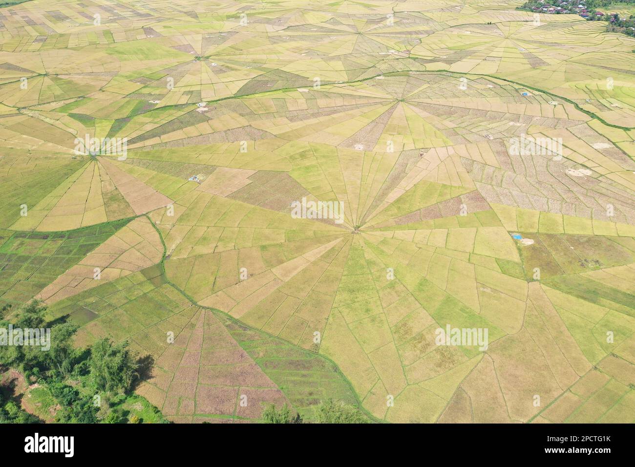 Drohnenaufnahme aus der Vogelperspektive auf das Spinnennetz-Reisfeld in Ruteng auf Flores mit Bäumen und Häusern an den Rändern. Stockfoto