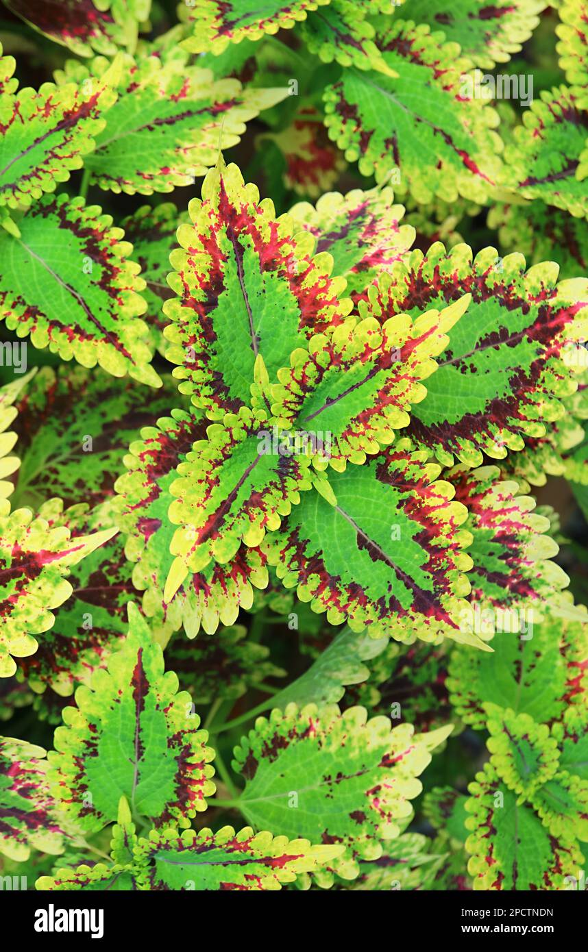 Lebhafte, bunt sortierte Blätter von bemaltem Nessel oder Coleus-Pflanze im Garten Stockfoto