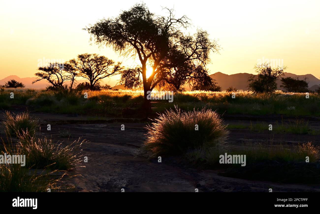 Sonnenbeleuchtete Grassamen, südliche Namib-Wüste bei Sesriem und Sossusvlei, Namibia, Afrika Stockfoto