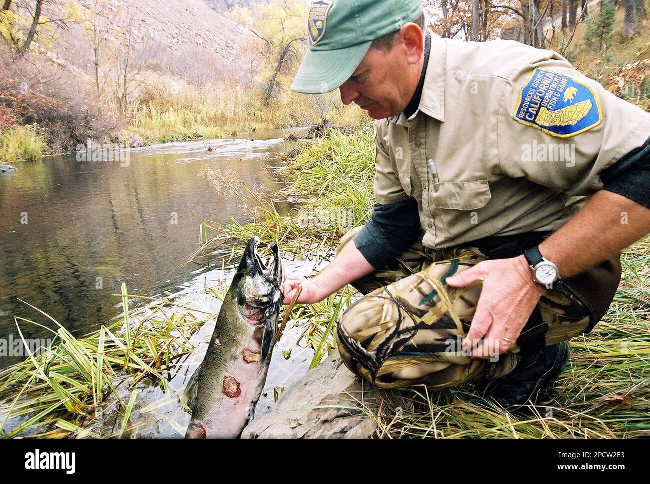 ** FILE ** California Department of Fish and Game fisheries biologist Mark Hampton examines a dead chinook salmon, Nov. 12, 2004, on Bogus Creek, a tributary of the Klamath River near Hornbrook, Calif. A federal appeals court on Thursday, July 6, 2006, upheld rules designed to protect Klamath River fall chinook salmon, rejecting a challenge brought by coastal fishermen whose business has been practically shut down this year. (AP Photo/Jeff Barnard) Stockfoto