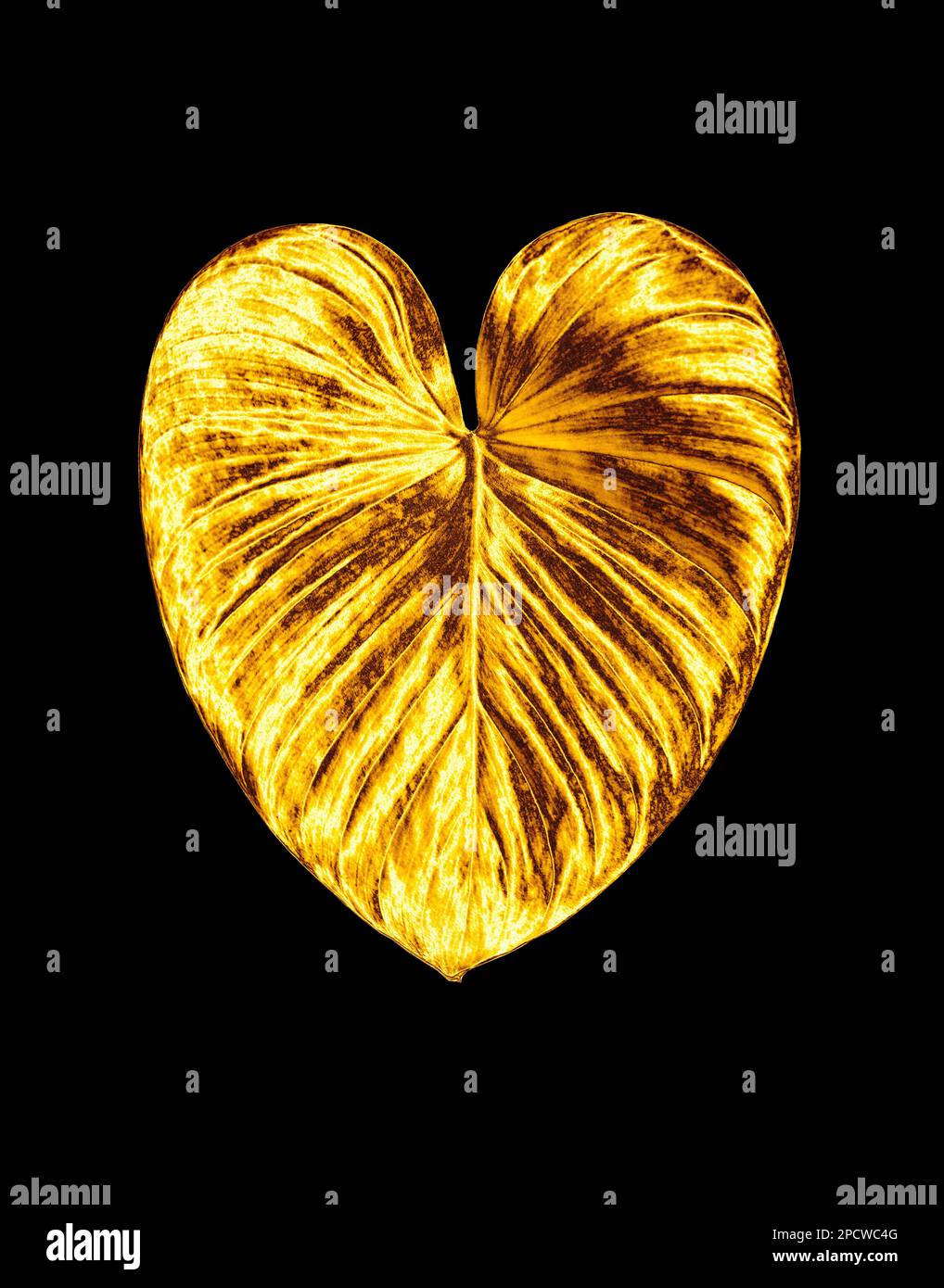 Goldenes herzförmiges Blatt schwarzer Hintergrund isoliert, goldene tropische Blätter, gelbes Metallblatt, Blütenblatt, dekoratives Pflanzendesign-Element Stockfoto