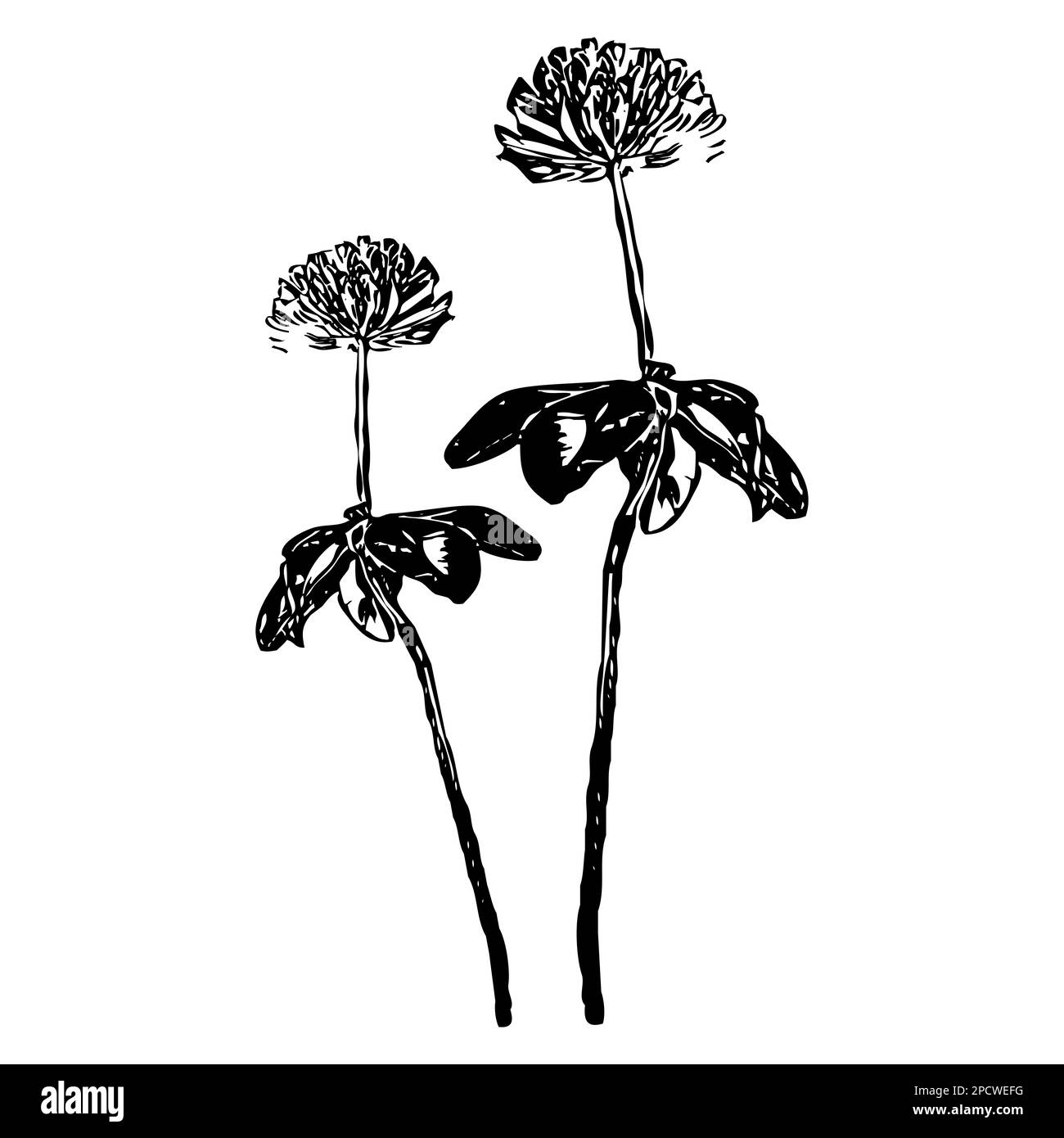 Vektordarstellung. Schwarze Blumen auf weißem Hintergrund. Stockfoto