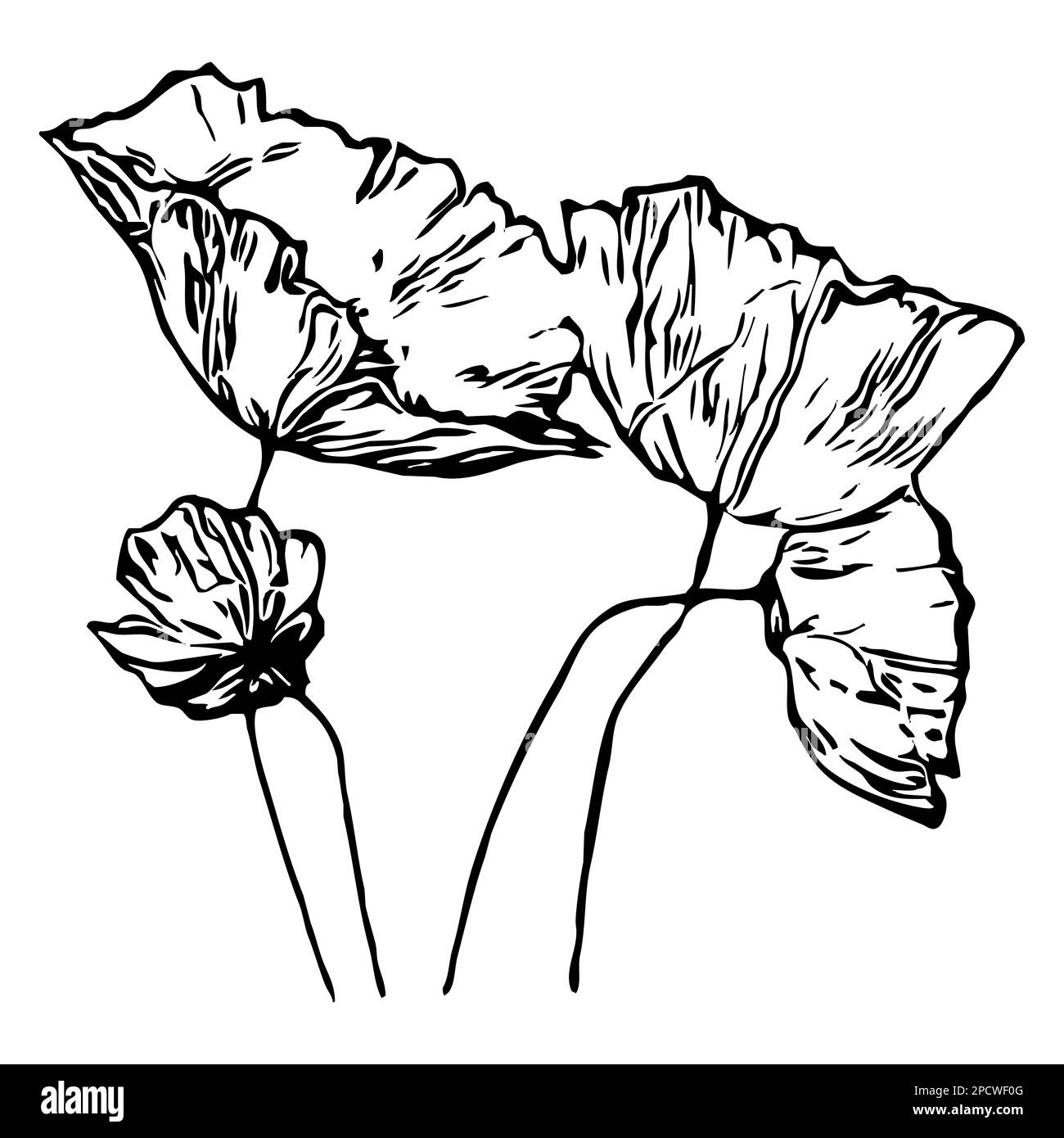 Vektordarstellung. Schwarze Blumen auf weißem Hintergrund. Stockfoto