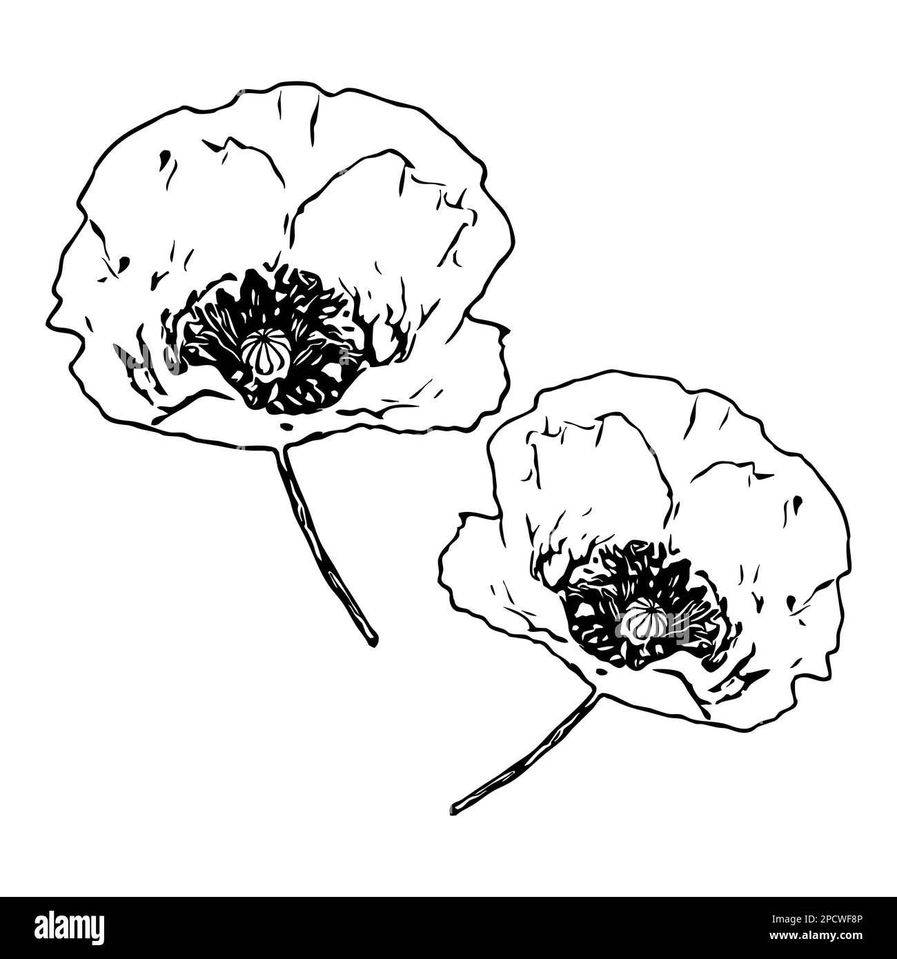 Vektordarstellung. Schwarze Blumen auf weißem Hintergrund. Stockfoto