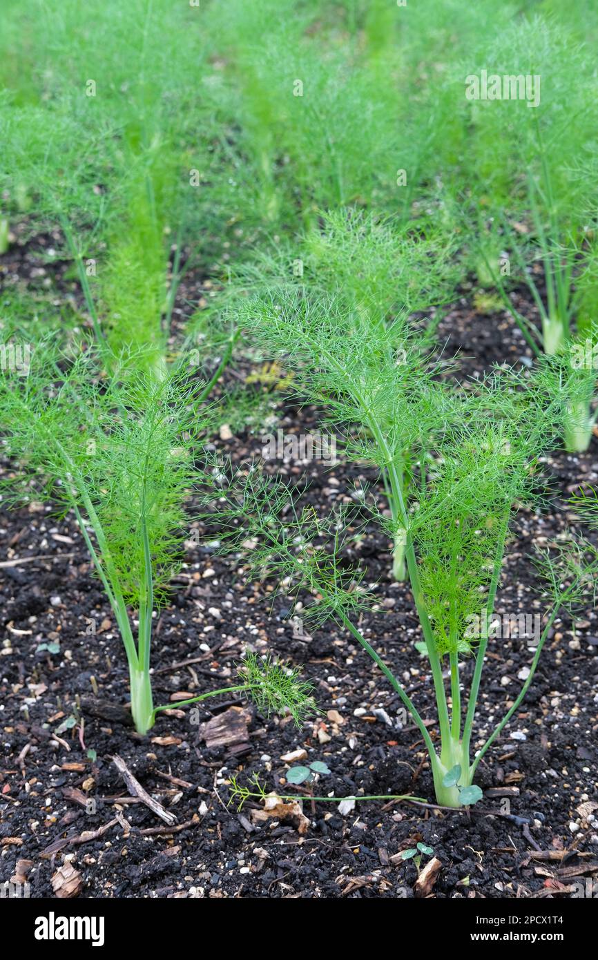 Florenz Fenchel F1 Rondo, VFE12, Foeniculum vulgare, Fenchel-Hybridanbau, Jungpflanzen, die auf einer Gemüseparzelle wachsen Stockfoto