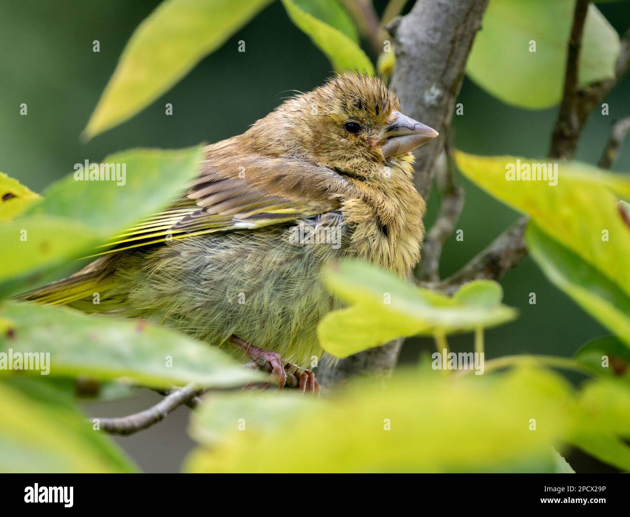 Greenfinch, Carduelis chloris, hoch oben auf einem Ast mit Anzeichen der Finch-Krankheit (Trichomoniasis), Niederlande Stockfoto
