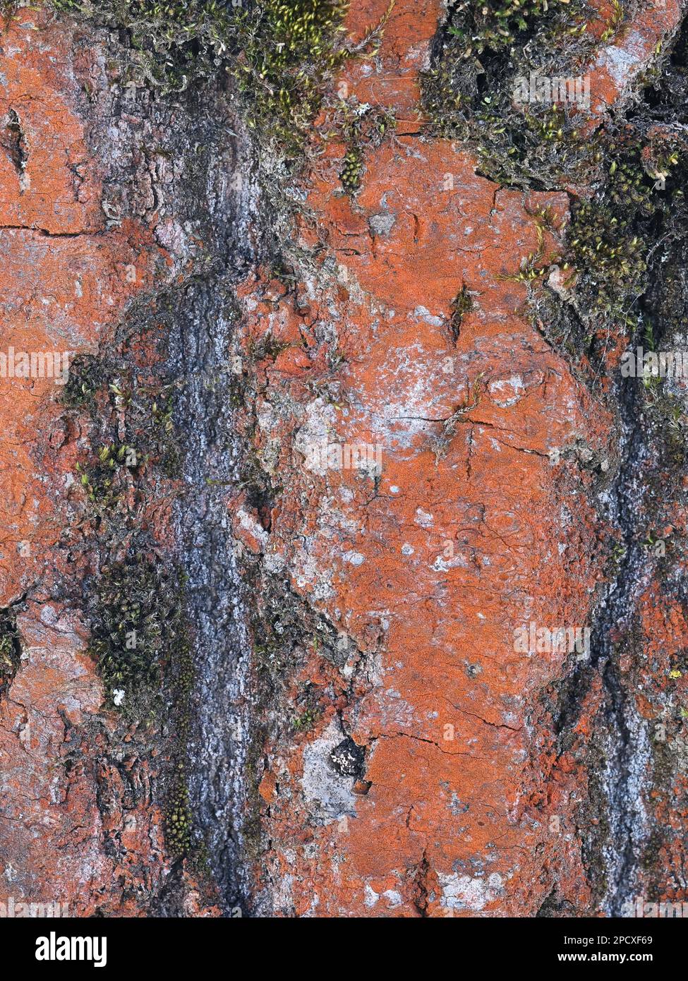 Trentepohlia umbrina, eine auf Aspenrinde lebende Chlorophyten-Grünalge in Finnland Stockfoto