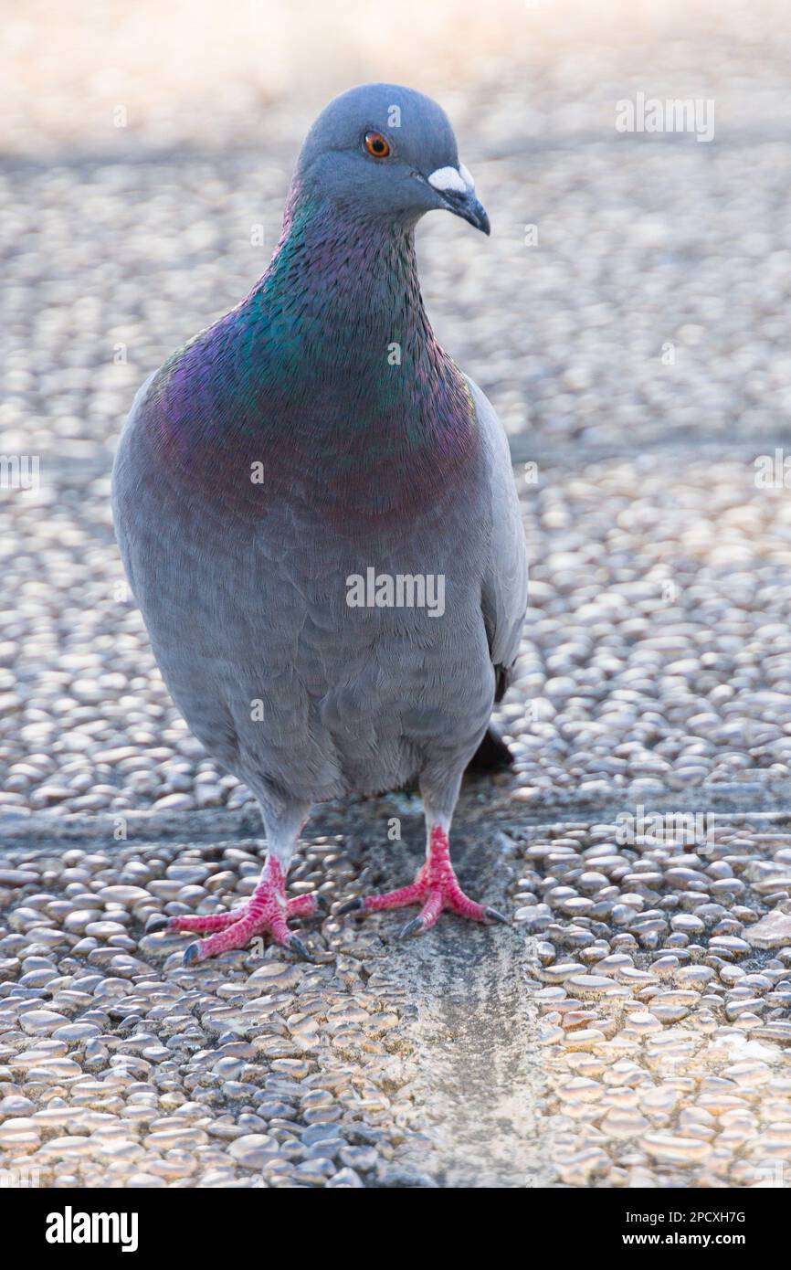 Nahaufnahme einer wunderschönen Taube im Freien auf einem Seitenspaziergang Stockfoto