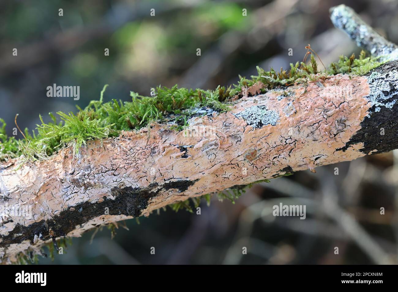 Peniophora incarnata, auch bekannt als rosige Kruste, Wildpilz aus Finnland Stockfoto