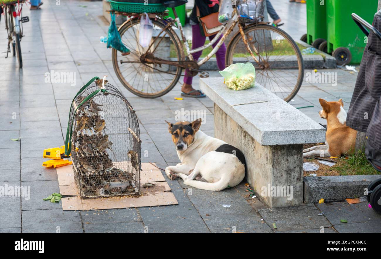 Der Straßenhund entspannt sich auf dem Gehweg, ohne die kleinen Vögel zu sehen, Khmer kaufen einen Vogel, um sich die Zukunft ihrer armen Familie zu wünschen, und legen ihn dann fest Stockfoto