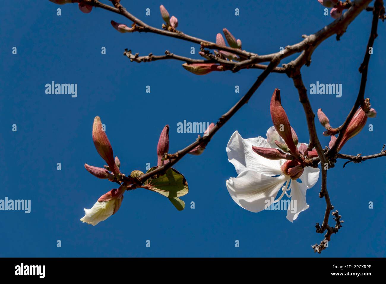 Weiße Blumen des Bauhinia-Baumes aus der Nähe. Blühender Orchideenbaum in der Sonne Stockfoto