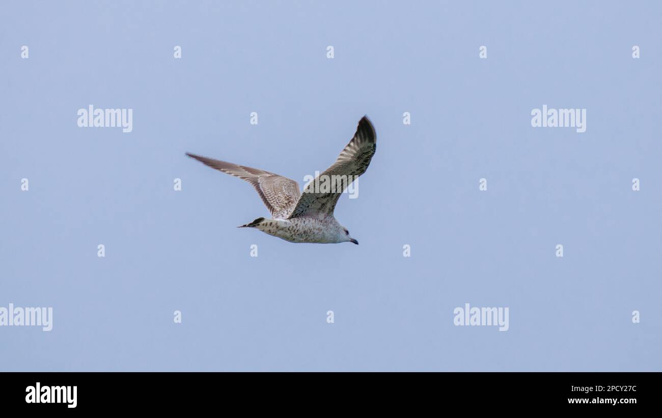 Eine weiße Möwe erhebt sich hoch in einem unberührten blauen Himmel, ihre Flügel erstrecken sich in einer anmutigen Formation Stockfoto