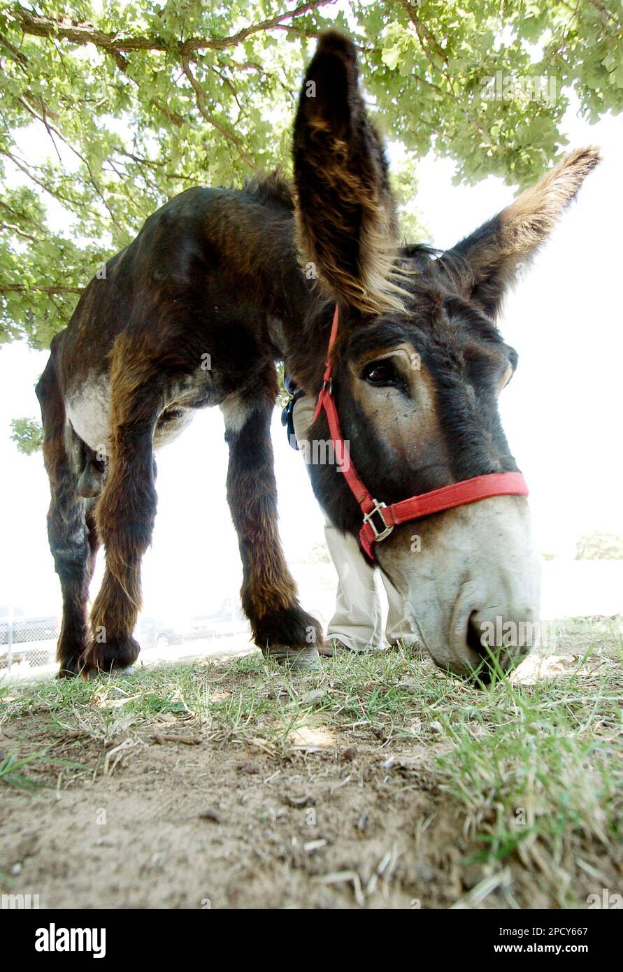 Glorieux, a Poitou donkey, grazes at the Oklahoma State University