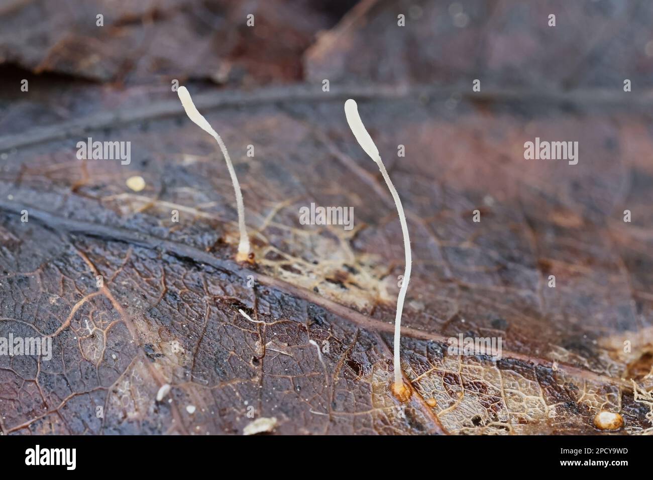 Typhula gyrans, ein schlanker Clubpilz, der auf einem Espenblatt wächst, kein gewöhnlicher englischer Name Stockfoto
