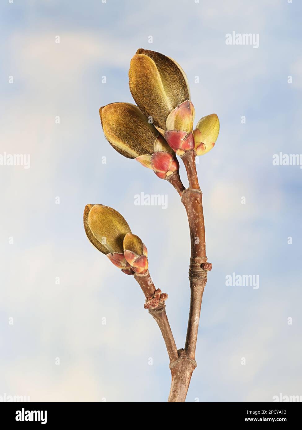 Blattknospen von Norwegen Maple, Acer Platanoides, fotografiert im April Stockfoto