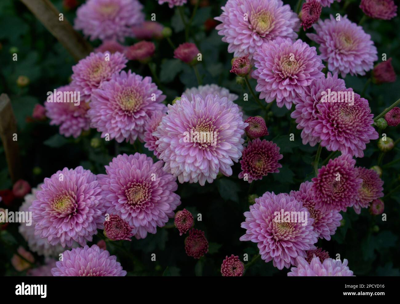 Atemberaubende schöne Blumen Lila Hintergrund oder künstlerische Tapetenfotografie Stockfoto