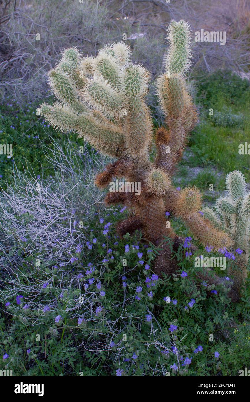 Teddybär Cholla, Cylindropuntia bigelovii gegen Bigelovii in der kalifornischen Wüste Stockfoto