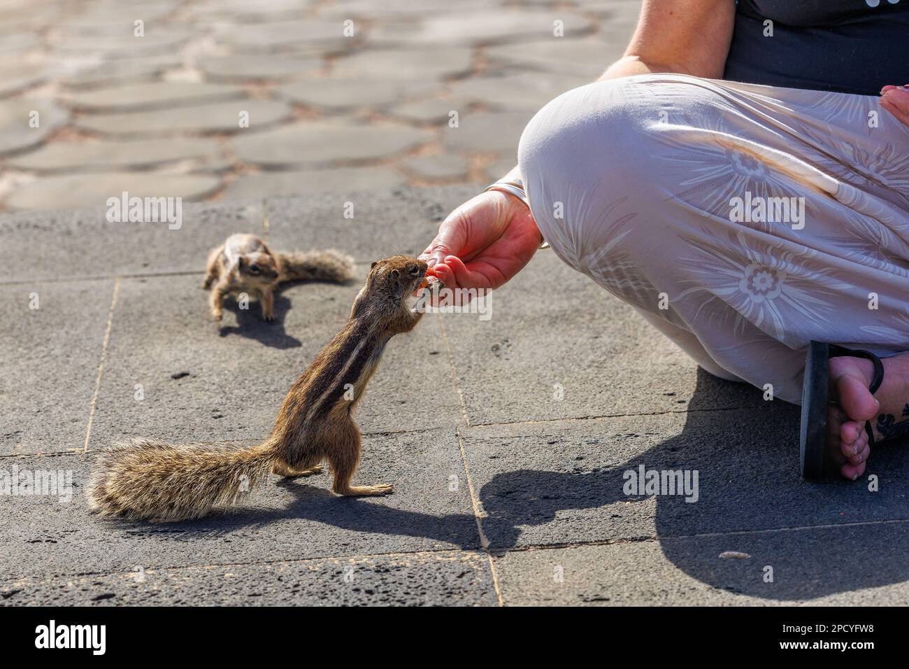 Chipmunk ist eine süße Attraktion auf Fuerteventura, Kanarische Insel Stockfoto