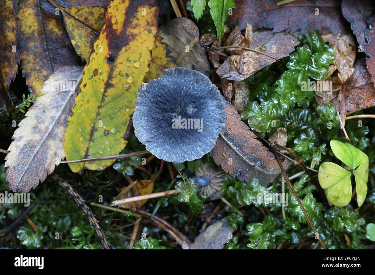 Entoloma nitidum, allgemein bekannt als Pinkgill, wilder Pilz aus Finnland Stockfoto