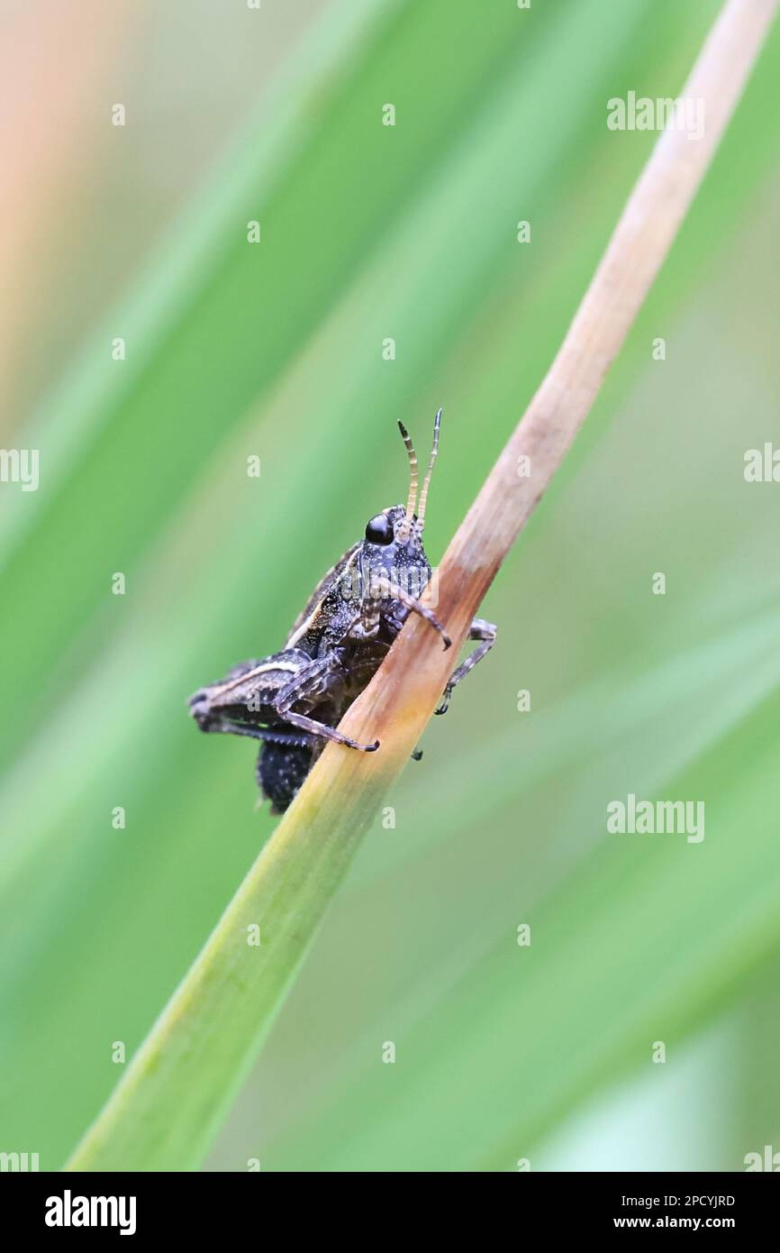 Tetrix subulata, Nymphe eines Groundhoppers, bekannt als der schlanke Ground-Hopper, Ahlen-förmiger Zwerggreifer oder die schlanke Heuhühner-Heuschrecke Stockfoto