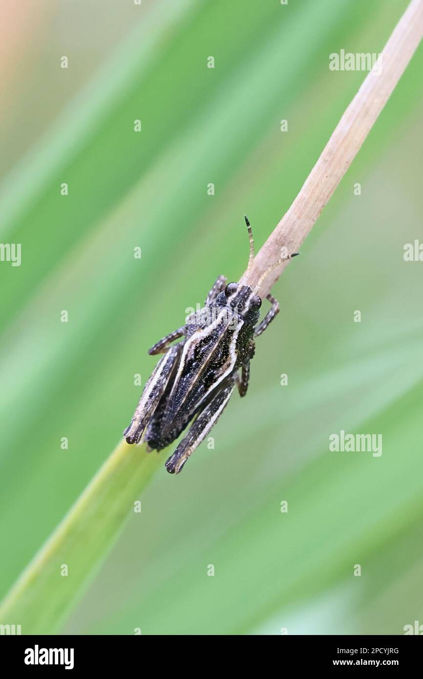 Tetrix subulata, Nymphe eines Groundhoppers, bekannt als der schlanke Ground-Hopper, Ahlen-förmiger Zwerggreifer oder die schlanke Heuhühner-Heuschrecke Stockfoto
