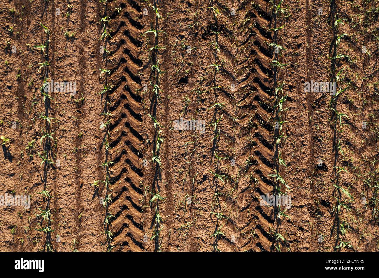 Luftaufnahme des Maispflanzenfeldes von Drohne pov direkt oben mit Traktorreifen-Spuren im Boden als landwirtschaftlicher Hintergrund Stockfoto