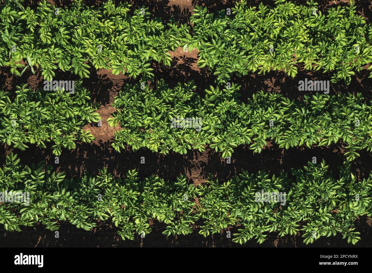 Luftaufnahme der Kartoffelplantage von Drohne pov, direkt oben am sonnigen Sommertag Stockfoto