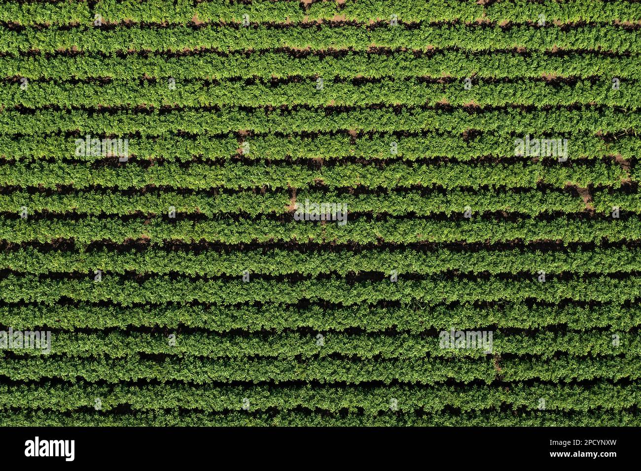 Luftaufnahme der Kartoffelplantage von Drohne pov, direkt oben am sonnigen Sommertag Stockfoto