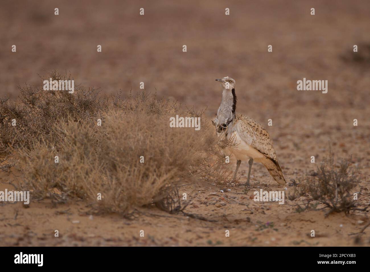 Die Brautwerbung einer männlichen MacQueen-Trappe (Chlamydotis macqueenii) الحُبَارَى الآسِيَوِيّ ist ein großer Vogel in der Trappenfamilie. Es ist nativ für Stockfoto