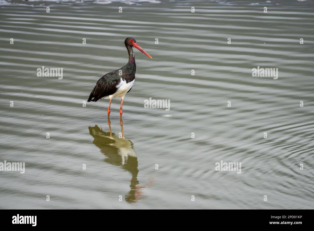 Schwarzstorch (Ciconia nigra), der in flachem Wasser nach Nahrung sucht, fotografiert in Israel Diese Wader bewohnt Feuchtgebiete, füttert Fische, kleine Tiere Stockfoto