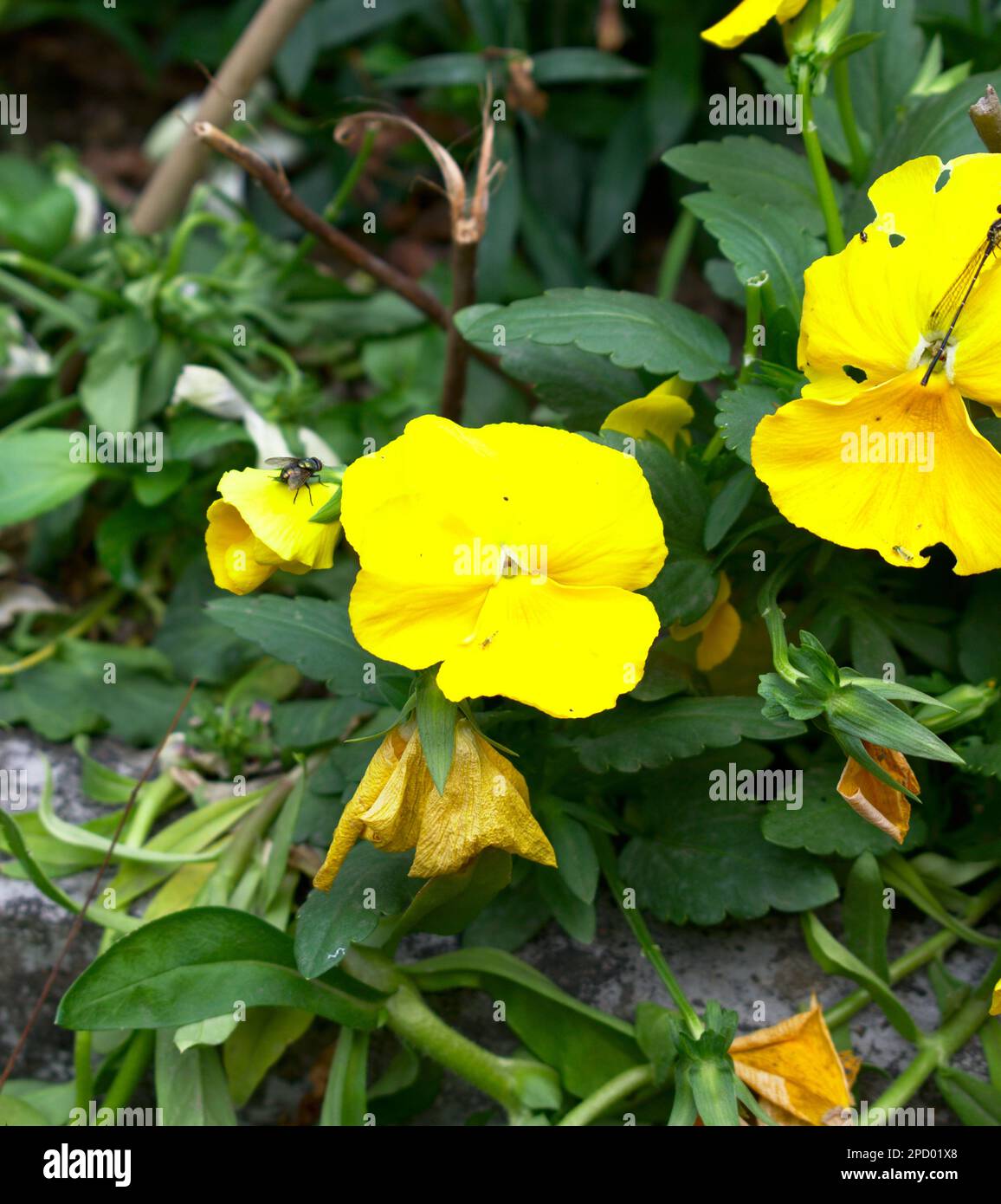 Gelbe Blütenblätter Blumengarten Fotografie Kunst mit freiem Platz Stockfoto