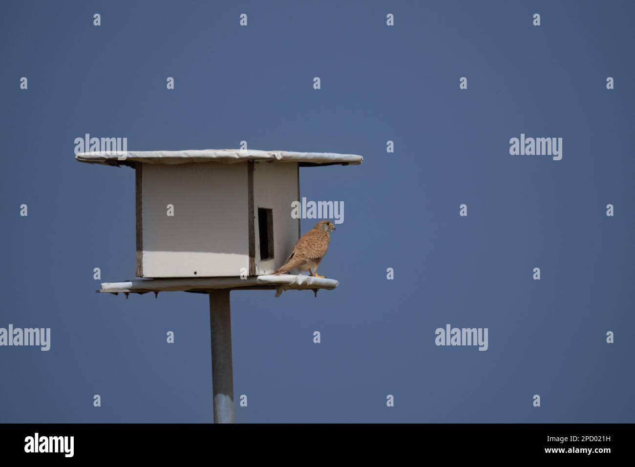 Der Falco tinnunculus (Falco tinnunculus) ist ein Raubvogel, der zur Gruppe der Falken gehört. Es wird auch als t bezeichnet Stockfoto