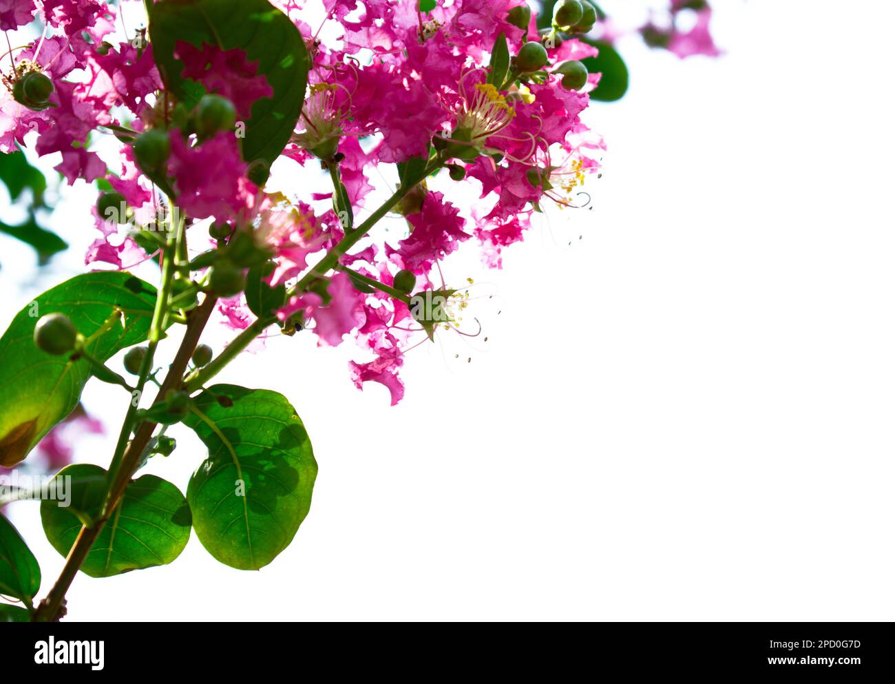 Bougainvillea Flowers Eckrahmen mit Kopierbereich Hintergrund Fotografie Kunst Stockfoto
