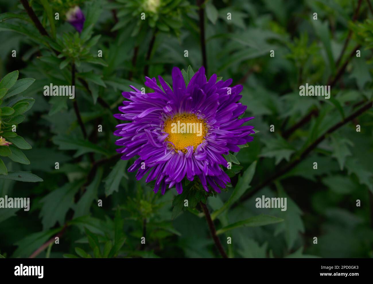 Chandramllika beeindruckende Violette Blume Fotografie Kunst mit Kopierbereich Hintergrund Stockfoto